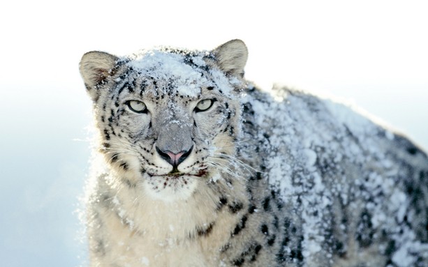 Apple Snow Leopard