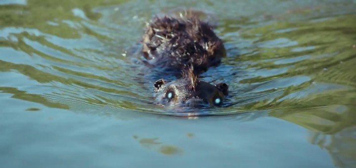 Zombeavers, la bande-annonce!
