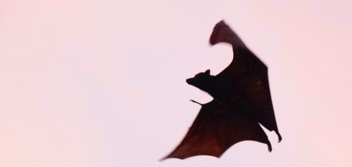 Vampire, chauve-souris La fascination pour les vampires : du 18ème siècle à aujourd’hui